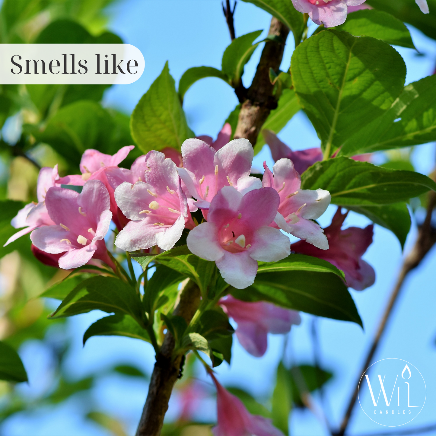 Jasmine Bloom Wax Melt | Everyday, Floral, Custom Scent by Wil Candles