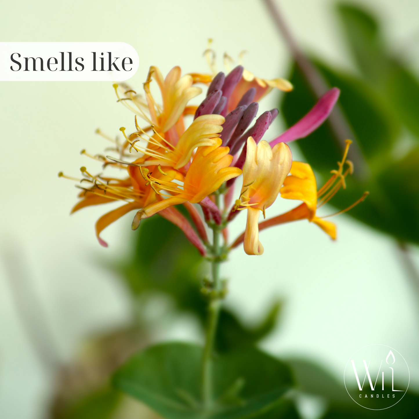 Honeysuckle Wax Melt | Everyday Scent by Wil Candles
